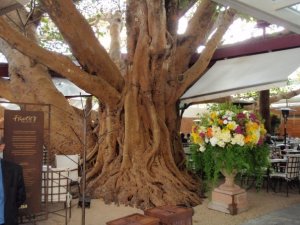 Restaurant built around this Fig Tree